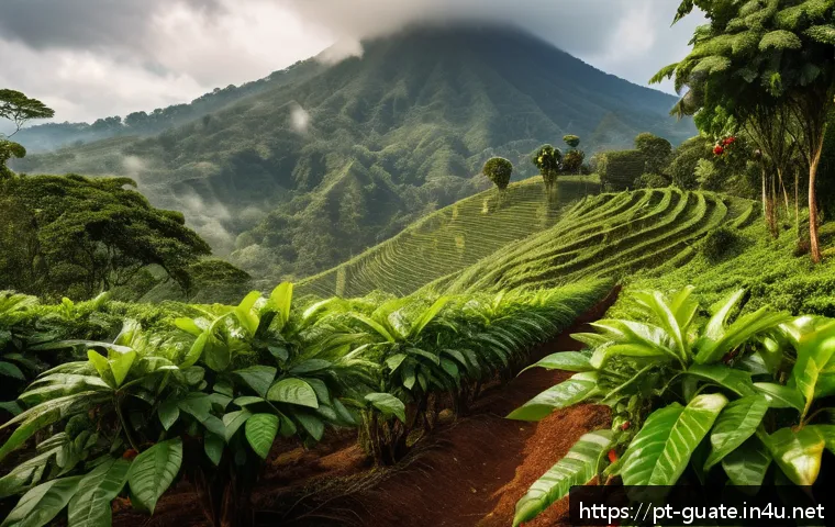 과테말라 카페 추천 리스트 - A lush coffee plantation in Alta Verapaz, Guatemala, featuring vibrant green coffee plants with ripe...
